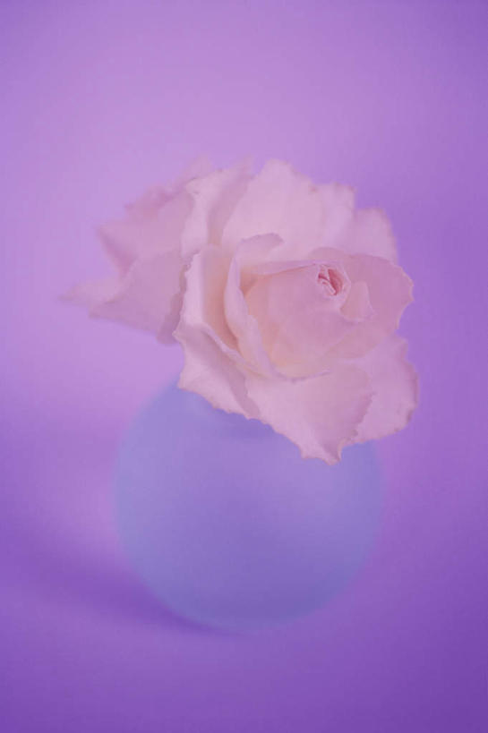 无人,竖图,俯视,室内,特写,白天,爱情,幸福,纯洁,热情,桌面,桌子,玫瑰,花瓶,阴影,粉色背景,朦胧,模糊,盛开,反射,木制,影子,玫瑰花,浪漫,花蕾,玻璃制品,花,花瓣,花朵,鲜花,一朵,一个,粉色,紫色,玻璃瓶,木制品,瓶子,花苞,花蕊,温暖,温馨,恩爱,摄影,影棚,单个,和睦,感动,尊敬,天真,刺玫花,徘徊花,彩图,高角度拍摄,影棚拍摄,拍摄,融洽