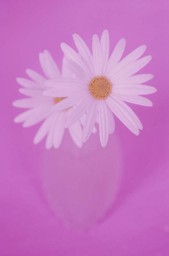 无人,竖图,俯视,室内,特写,白天,桌面,桌子,花瓶,阴影,粉色背景,朦胧,模糊,盛开,反射,木制,影子,非洲菊,花蕾,玻璃制品,花,花瓣,花朵,鲜花,两朵,粉色,玻璃瓶,木制品,瓶子,花苞,花蕊,菊花,摄影,影棚,扶郎花,灯盏花,千日菊,彩图,高角度拍摄,影棚拍摄,拍摄