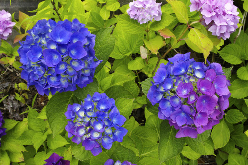 无人,横图,俯视,室外,特写,白天,旅游,度假,骄傲,花海,花圃,美景,植物,八仙花,叶子,日本,亚洲,许多,阴影,盛开,光线,影子,景观,花蕾,娱乐,花,花瓣,花朵,花卉,鲜花,绿色,紫色,阳光,自然,花丛,花束,花田,花苞,花蕊,绣球花,享受,休闲,景色,放松,紫阳花,洋绣球,自然风光,东亚,日本国,草绣球,斗球,七变化,粉团花,善变,彩图,高角度拍摄