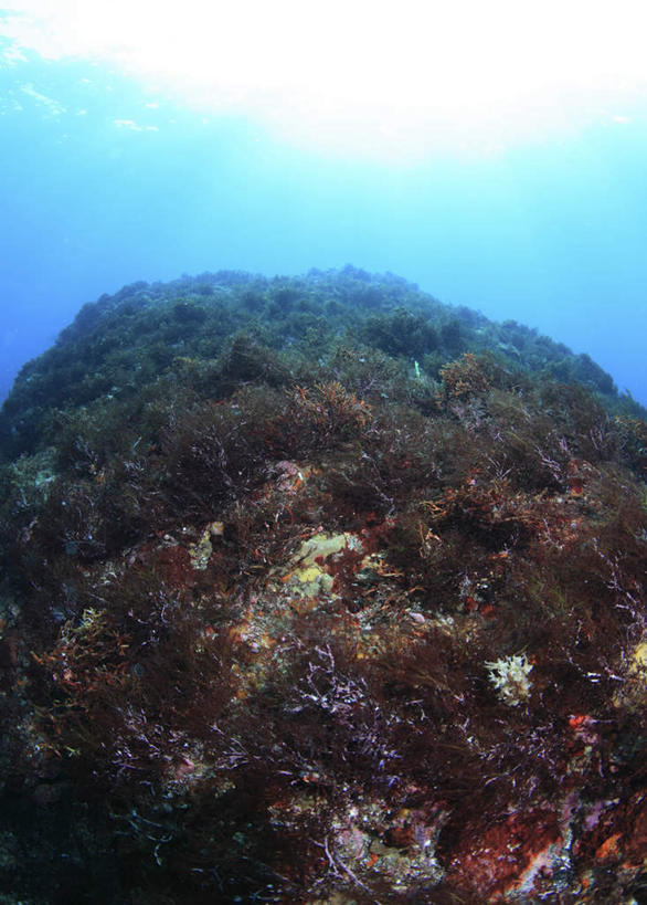 无人,竖图,室外,特写,白天,正面,旅游,度假,海底,水下,美景,东京,日本,亚洲,阴影,光线,影子,景观,水底,娱乐,珊瑚礁,海洋生物,无脊椎动物,一个,阳光,自然,享受,休闲,景色,放松,海底世界,单个,腔肠动物,自然风光,东亚,本州,海底礁,关东地方,本州岛,日本国,东京都,珊瑚虫,海床,礁,岩石,彩图