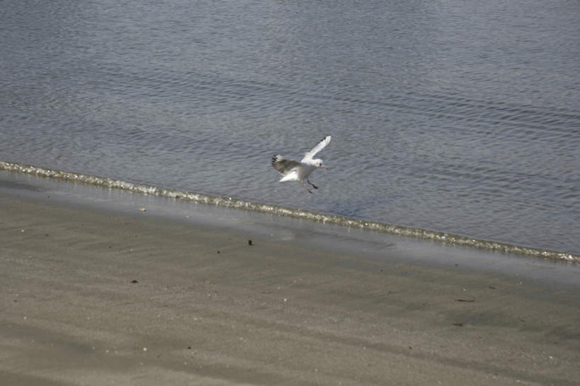无人,横图,俯视,室外,白天,旅游,度假,海浪,海洋,美景,沙滩,海鸟,海鸥,鸟,野生动物,日本,亚洲,飞翔,伸展,张开,展翅,波纹,飞行,翅膀,鸟类,沙子,海岸,景观,浪花,涟漪,沙地,翱翔,注视,娱乐,飞舞,一只,白色,水纹,自然,海水,动物,波浪,观察,看,享受,休闲,景色,放松,可爱,活泼,观看,察看,关注,自然风光,海景,东亚,张开翅膀,日本国,水晕,遨游,漫游,展开翅膀,大海,风浪,海,海水的波动,海滩,近岸浪,涌浪,彩图,高角度拍摄,全身