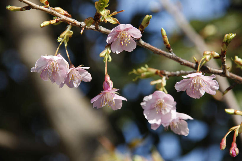 无人,横图,室外,特写,白天,仰视,旅游,度假,幸福,纯洁,花海,花圃,美景,植物,樱花,叶子,日本,亚洲,许多,朦胧,模糊,盛开,景观,花蕾,娱乐,花,花瓣,花朵,花卉,鲜花,树干,粉色,蓝色,绿色,蓝天,天空,自然,花丛,花束,花田,天,花苞,花蕊,享受,休闲,景色,放松,晴朗,等待,生命,自然风光,东亚,万里无云,日本国,仙樱花,福岛樱,青肤樱,高尚,热烈,晴空,晴空万里,荆桃,彩图,低角度拍摄