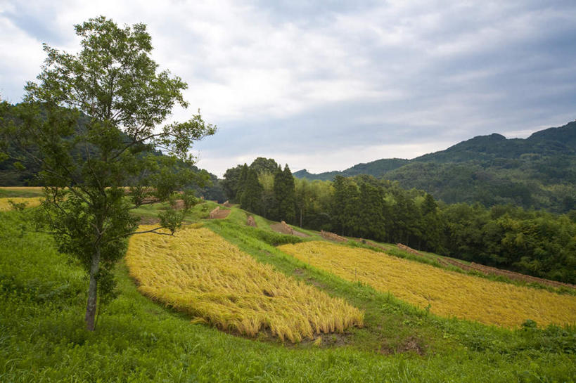无人,农田,横图,室外,白天,正面,旅游,度假,庄稼,农作物,草地,石头,美景,山,山脉,植物,日本,亚洲,石子,景观,山顶,山峰,云,云朵,山峦,千叶县,云彩,娱乐,草,树,树木,蓝色,绿色,白云,蓝天,天空,自然,群山,天,享受,休闲,景色,放松,生长,晴朗,成长,自然风光,东亚,沉积岩,本州,关东地方,本州岛,日本国,千叶,颠峰,极峰,水成岩,石块,岩石,晴空,彩图,耕地,庄稼田