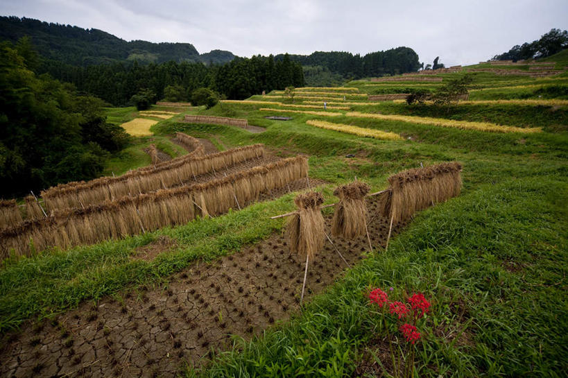 无人,农田,横图,室外,白天,正面,旅游,度假,庄稼,农作物,草地,石头,美景,山,山脉,植物,日本,亚洲,许多,吊挂,悬挂,石子,景观,山顶,山峰,云,云朵,干草,山峦,千叶县,云彩,娱乐,草,树,树木,蓝色,绿色,白云,蓝天,天空,自然,群山,天,享受,休闲,景色,放松,生长,晴朗,成长,自然风光,东亚,沉积岩,本州,关东地方,本州岛,日本国,千叶,颠峰,极峰,水成岩,石块,岩石,晴空,彩图,耕地,庄稼田