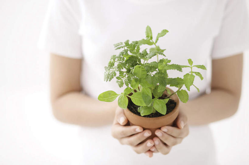 东方人,一个人,捧,横图,俯视,室内,白天,植物,亚洲,仅一个年轻女性,仅一个女性,仅一个人,服装,装饰,盆栽,盆景,休闲装,黄种人,衣服,绿色,自然,休闲,休闲服,服饰,生长,成长,华丽,修饰,点缀,一盆,衬托,美观,雅致,雅观,年轻女性,女人,女性,亚洲人,长发,端,端着,捧着,手捧,半身,彩图,高角度拍摄