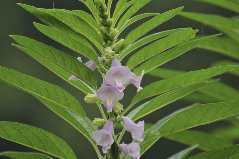 无人,横图,俯视,室外,特写,白天,旅游,度假,花海,花圃,美景,植物,叶子,日本,亚洲,许多,盛开,景观,芝麻,绿叶,千叶县,花蕾,娱乐,花,花瓣,花朵,花卉,鲜花,绿色,紫色,自然,花丛,花束,花田,花苞,花蕊,享受,休闲,嫩叶,景色,放松,自然风光,东亚,本州,关东地方,本州岛,日本国,脂麻,胡麻,白麻,巨胜子,油麻,千叶,芝麻花,叶,叶片,彩图,高角度拍摄
