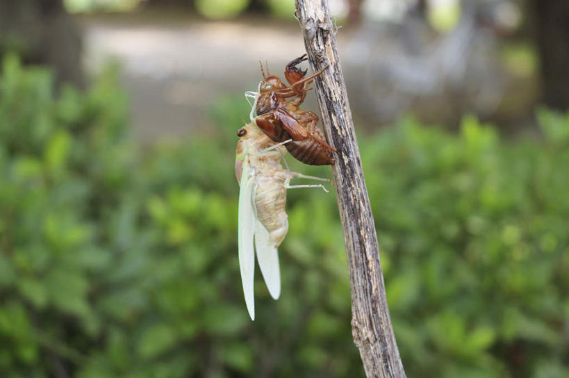 无人,横图,室外,特写,白天,侧面,旅游,度假,美景,植物,蝉,日本,亚洲,朦胧,模糊,昆虫,景观,千叶县,娱乐,树,树木,一个,绿色,自然,动物,享受,休闲,景色,放松,生长,单个,成长,自然风光,蜕皮,东亚,本州,关东地方,本州岛,日本国,害虫,千叶,蚱蝉,知了,彩图,全身