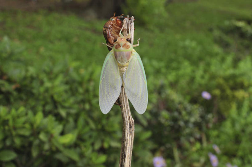 无人,横图,室外,白天,旅游,度假,美景,植物,蝉,日本,亚洲,昆虫,景观,千叶县,娱乐,树,树木,一个,背面,绿色,自然,动物,享受,休闲,景色,放松,生长,单个,成长,自然风光,蜕皮,东亚,本州,关东地方,本州岛,日本国,害虫,千叶,蚱蝉,知了,彩图,全身