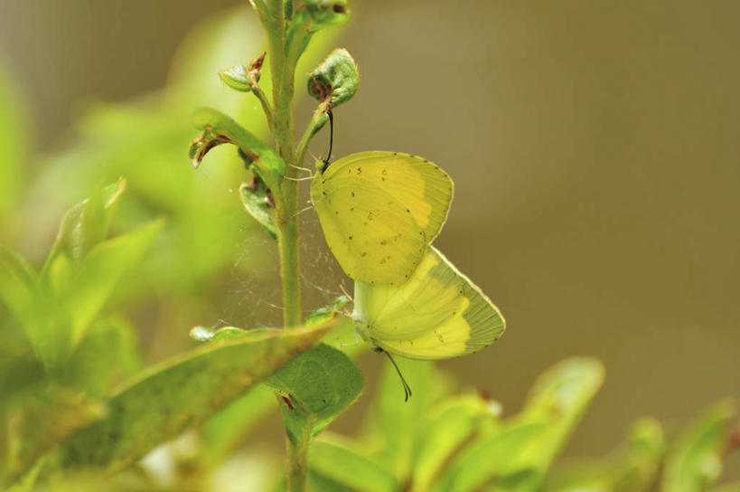 无人,横图,室外,特写,白天,侧面,旅游,度假,美景,蝴蝶,叶子,日本,亚洲,许多,朦胧,模糊,昆虫,景观,绿叶,千叶县,娱乐,黄色,自然,动物,两只,享受,休闲,嫩叶,景色,放松,自然风光,交配,益虫,东亚,本州,关东地方,本州岛,日本国,千叶,叶,叶片,彩图,全身