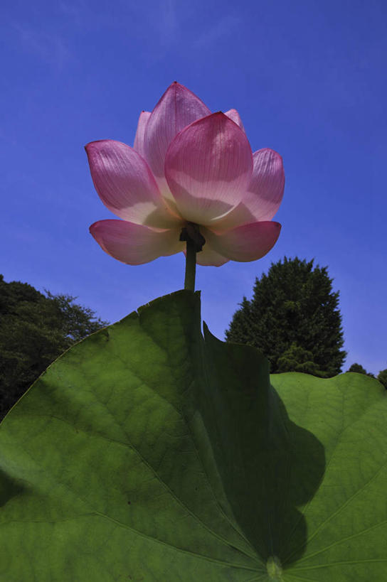 无人,竖图,室外,特写,白天,仰视,旅游,度假,纯洁,美景,植物,莲花,日本,亚洲,盛开,景观,云,云朵,荷叶,千叶县,花蕾,云彩,娱乐,花,花瓣,花朵,鲜花,树,树木,一朵,粉色,蓝色,绿色,白云,蓝天,天空,自然,天,花苞,花蕊,享受,休闲,景色,放松,生长,晴朗,成长,富贵,神圣,自然风光,东亚,纯净,本州,关东地方,本州岛,日本国,千叶,六月花神,正直,荷花,六月春,藕花,水芙蓉,晴空,彩图,低角度拍摄