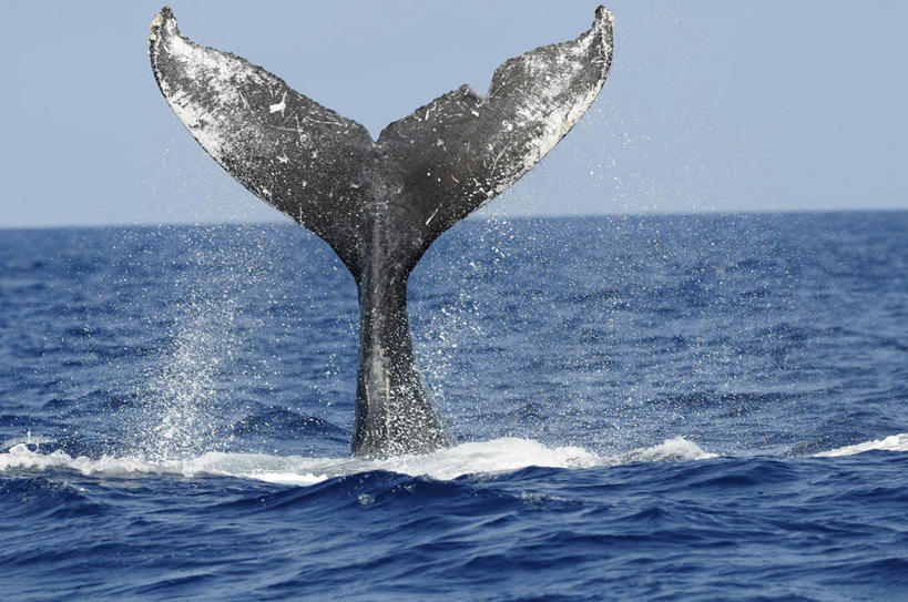 无人,横图,室外,白天,正面,旅游,度假,海浪,海洋,石头,美景,山,山脉,哺乳动物,鲸鱼,东京,日本,亚洲,波纹,石子,景观,浪花,山顶,山峰,水平线,辽阔,海平线,涟漪,山峦,娱乐,海洋生物,一只,蓝色,蓝天,水纹,天空,自然,海水,动物,波浪,群山,天,享受,休闲,广阔,景色,放松,击打,鲸,座头鲸,晴朗,一望无际,自然风光,水生动物,水生物,海景,东亚,海底动物,沉积岩,本州,万里无云,关东地方,本州岛,日本国,东京都,水晕,鲸类,大翅鲸,巨臂鲸,锯臂鲸,驼背鲸,无边无际,一马平川,颠峰,极峰,水成岩,大海,风浪,海,海水的波动,近岸浪,石块,岩石,涌浪,晴空,晴空万里,半身,彩图,水天相接,水天一线