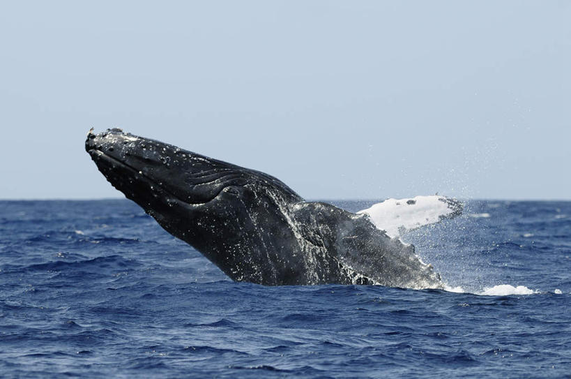 无人,横图,室外,白天,侧面,旅游,度假,海浪,海洋,美景,哺乳动物,鲸鱼,东京,日本,亚洲,波纹,景观,浪花,水平线,辽阔,海平线,涟漪,娱乐,海洋生物,一只,蓝色,蓝天,水纹,天空,自然,海水,动物,波浪,天,享受,休闲,广阔,景色,放松,击打,鲸,座头鲸,晴朗,一望无际,自然风光,水生动物,水生物,海景,东亚,海底动物,本州,万里无云,关东地方,本州岛,日本国,东京都,水晕,鲸类,大翅鲸,巨臂鲸,锯臂鲸,驼背鲸,无边无际,一马平川,大海,风浪,海,海水的波动,近岸浪,涌浪,晴空,晴空万里,半身,彩图,水天相接,水天一线