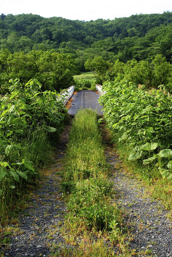 无人,竖图,室外,白天,正面,旅游,度假,草地,草坪,石头,美景,植物,道路,路,北海道,日本,亚洲,阴影,光线,石子,影子,景观,云,云朵,小路,交通,云彩,娱乐,草,树,树木,蓝色,绿色,白云,蓝天,天空,阳光,自然,天,享受,休闲,景色,放松,乡间小路,生长,成长,自然风光,东亚,日本国,北海道地方,北海道岛,石块,彩图