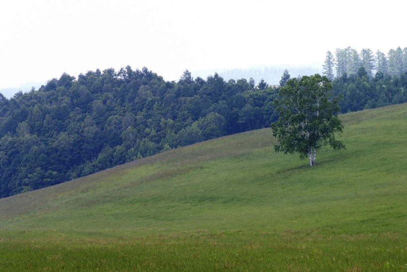 无人,横图,俯视,室外,白天,旅游,度假,草地,草坪,美景,山,山脉,植物,北海道,日本,亚洲,一堆,阴影,堆叠,堆积,光线,影子,景观,山峰,云,云朵,山峦,云彩,娱乐,草,树,树木,蓝色,绿色,白云,蓝天,天空,阳光,自然,群山,天,享受,休闲,景色,放松,生长,成长,堆,自然风光,东亚,日本国,北海道地方,北海道岛,彩图,高角度拍摄