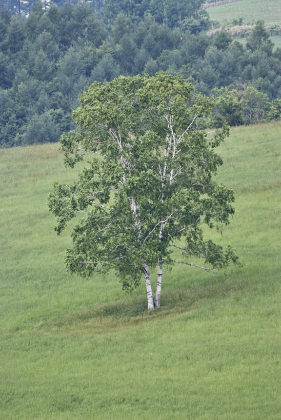 无人,竖图,俯视,室外,白天,旅游,度假,草地,草坪,美景,植物,北海道,日本,亚洲,阴影,光线,影子,景观,娱乐,草,树,树木,绿色,阳光,自然,享受,休闲,景色,放松,生长,成长,自然风光,东亚,日本国,北海道地方,北海道岛,彩图,高角度拍摄