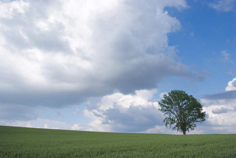 无人,农田,横图,室外,白天,正面,旅游,度假,庄稼,农作物,草地,草坪,美景,植物,北海道,日本,亚洲,一堆,阴影,堆叠,堆积,光线,影子,地平线,景观,云,云朵,辽阔,地面,云彩,娱乐,草,树,树木,蓝色,绿色,白云,蓝天,天空,阳光,自然,天,享受,休闲,广阔,景色,放松,遮,遮掩,生长,成长,堆,一望无际,掩盖,遮挡,自然风光,延伸,东亚,遮盖,日本国,天地相交,北海道地方,北海道岛,掩饰,无边无际,一马平川,彩图,耕地,庄稼田