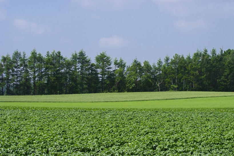 无人,农田,横图,室外,白天,正面,旅游,度假,庄稼,农作物,草地,草坪,美景,植物,蔬菜,北海道,日本,亚洲,阴影,新鲜,光线,影子,景观,云,云朵,食品,云彩,娱乐,草,树,树木,食物,蓝色,绿色,白云,蓝天,天空,阳光,自然,天,享受,休闲,景色,放松,有机食品,绿色食品,生长,成长,自然风光,东亚,日本国,北海道地方,北海道岛,彩图,耕地,庄稼田