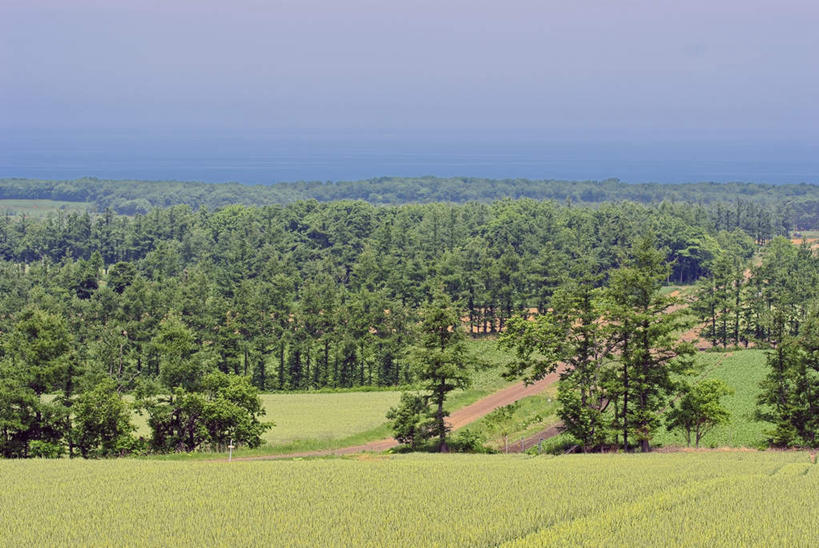 无人,农田,横图,俯视,室外,白天,旅游,度假,庄稼,农作物,草地,草坪,美景,植物,北海道,日本,亚洲,阴影,光线,影子,景观,云,云朵,云彩,娱乐,草,树,树木,蓝色,绿色,白云,蓝天,天空,阳光,自然,天,享受,休闲,景色,放松,生长,成长,自然风光,东亚,日本国,北海道地方,北海道岛,彩图,高角度拍摄,耕地,庄稼田