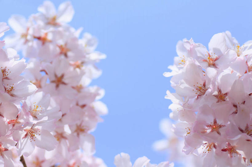 无人,横图,室外,特写,白天,仰视,旅游,度假,美景,樱花,长野县,日本,亚洲,阴影,朦胧,模糊,盛开,光线,影子,景观,花蕾,娱乐,花,花瓣,花朵,鲜花,粉色,蓝色,蓝天,天空,阳光,自然,天,花苞,花蕊,享受,休闲,景色,放松,晴朗,自然风光,东亚,本州,万里无云,本州岛,日本国,中部地方,长野,仙樱花,福岛樱,青肤樱,晴空,晴空万里,荆桃,彩图,低角度拍摄