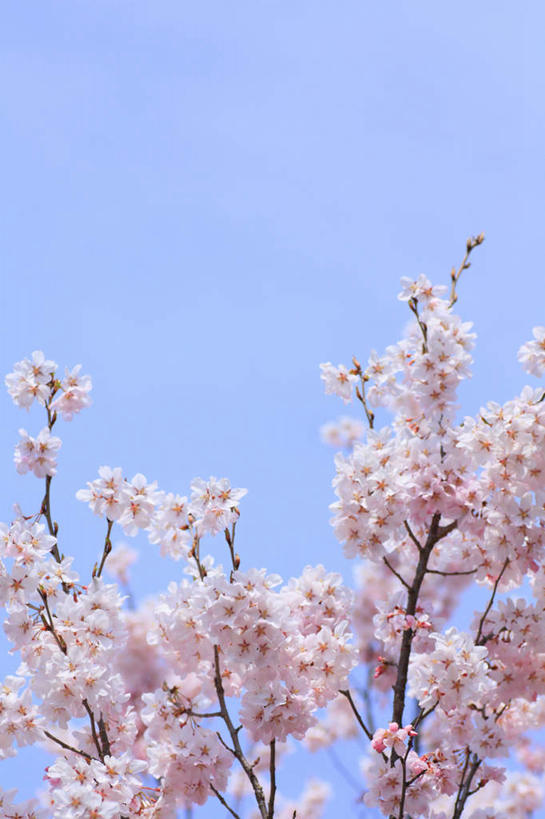 无人,竖图,室外,特写,白天,仰视,旅游,度假,美景,樱花,长野县,日本,亚洲,阴影,朦胧,模糊,盛开,光线,影子,景观,花蕾,娱乐,花,花瓣,花朵,鲜花,粉色,蓝色,蓝天,天空,阳光,自然,天,花苞,花蕊,享受,休闲,景色,放松,晴朗,自然风光,东亚,本州,万里无云,本州岛,日本国,中部地方,长野,仙樱花,福岛樱,青肤樱,晴空,晴空万里,荆桃,彩图,低角度拍摄