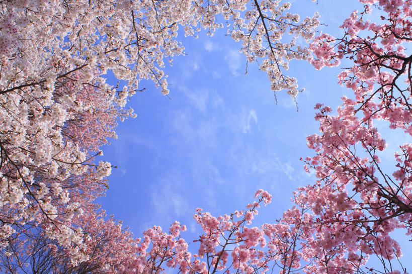无人,横图,室外,白天,仰视,旅游,度假,美景,植物,樱花,长野县,日本,亚洲,阴影,朦胧,模糊,盛开,光线,影子,景观,云,云朵,花蕾,云彩,娱乐,花,花瓣,花朵,鲜花,树,树木,粉色,蓝色,绿色,白云,蓝天,天空,阳光,自然,天,花苞,花蕊,享受,休闲,景色,放松,生长,成长,自然风光,东亚,本州,本州岛,日本国,中部地方,长野,仙樱花,福岛樱,青肤樱,荆桃,彩图,低角度拍摄