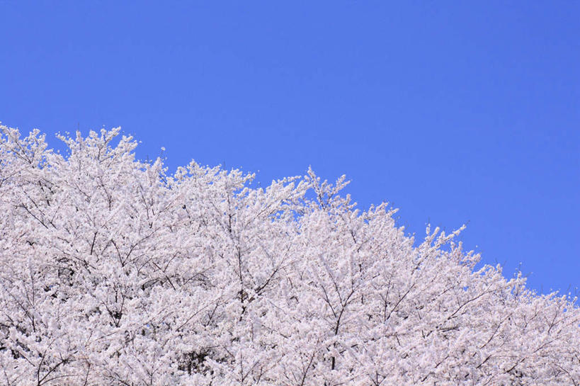 无人,横图,室外,白天,仰视,旅游,度假,美景,植物,樱花,长野县,日本,亚洲,阴影,朦胧,模糊,盛开,光线,影子,景观,云,云朵,花蕾,云彩,娱乐,花,花瓣,花朵,鲜花,树,树木,粉色,蓝色,绿色,白云,蓝天,天空,阳光,自然,天,花苞,花蕊,享受,休闲,景色,放松,生长,成长,自然风光,东亚,本州,本州岛,日本国,中部地方,长野,仙樱花,福岛樱,青肤樱,荆桃,彩图,低角度拍摄