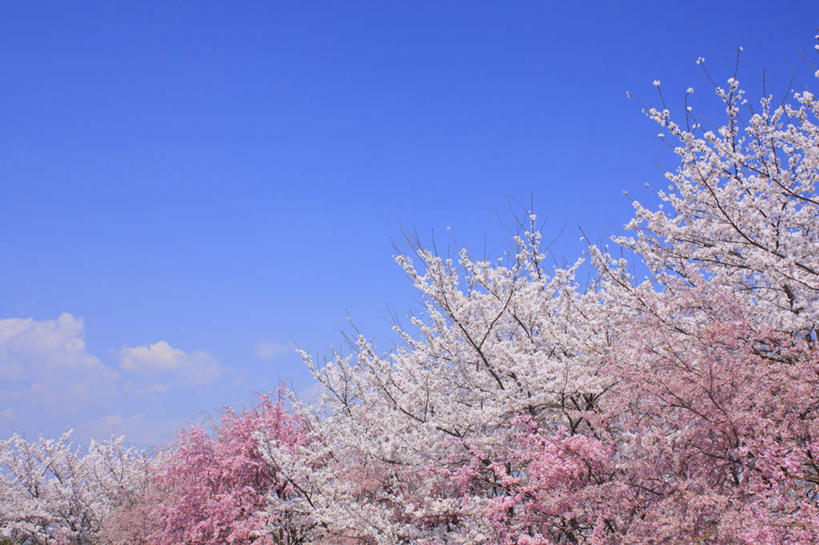 无人,横图,室外,白天,仰视,旅游,度假,美景,植物,樱花,长野县,日本,亚洲,阴影,朦胧,模糊,盛开,光线,影子,景观,云,云朵,花蕾,云彩,娱乐,花,花瓣,花朵,鲜花,树,树木,粉色,蓝色,绿色,白云,蓝天,天空,阳光,自然,天,花苞,花蕊,享受,休闲,景色,放松,生长,成长,自然风光,东亚,本州,本州岛,日本国,中部地方,长野,仙樱花,福岛樱,青肤樱,荆桃,彩图,低角度拍摄