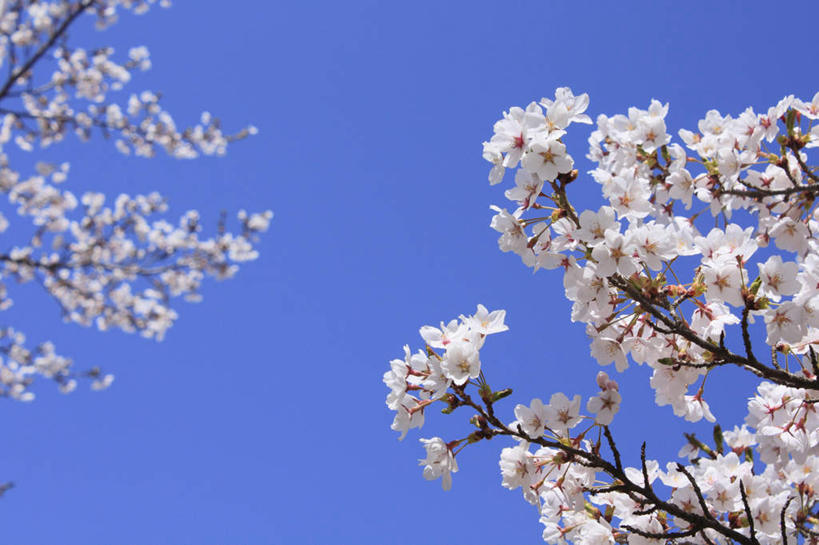 无人,横图,室外,白天,仰视,旅游,度假,美景,植物,樱花,长野县,日本,亚洲,阴影,盛开,光线,影子,景观,花蕾,娱乐,花,花瓣,花朵,鲜花,树,树木,绿色,白色,阳光,自然,花苞,花蕊,享受,休闲,景色,放松,生长,成长,自然风光,东亚,本州,本州岛,日本国,中部地方,长野,仙樱花,福岛樱,青肤樱,荆桃,彩图,低角度拍摄