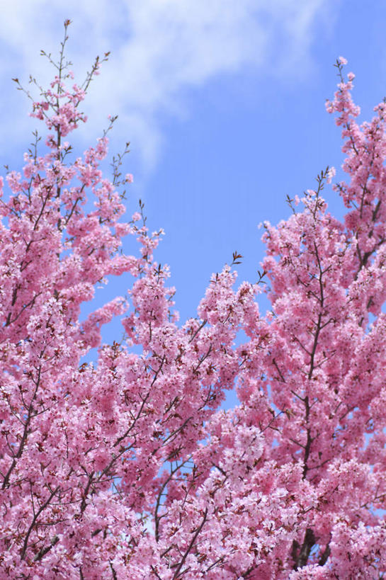 无人,竖图,室外,白天,仰视,旅游,度假,美景,植物,樱花,长野县,日本,亚洲,阴影,盛开,光线,影子,景观,云,云朵,花蕾,云彩,娱乐,花,花瓣,花朵,鲜花,树,树木,粉色,蓝色,绿色,白云,蓝天,天空,阳光,自然,天,花苞,花蕊,享受,休闲,景色,放松,生长,成长,自然风光,东亚,本州,本州岛,日本国,中部地方,长野,仙樱花,福岛樱,青肤樱,荆桃,彩图,低角度拍摄
