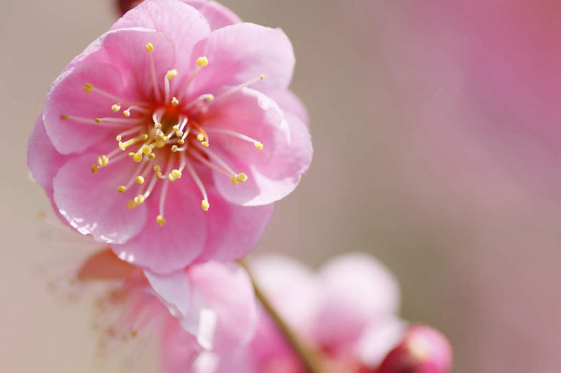 无人,横图,室外,特写,白天,正面,旅游,度假,美景,樱花,长野县,日本,亚洲,阴影,朦胧,模糊,盛开,光线,影子,景观,花蕾,娱乐,花,花瓣,花朵,鲜花,粉色,阳光,自然,花苞,花蕊,享受,休闲,景色,放松,自然风光,东亚,本州,本州岛,日本国,中部地方,长野,仙樱花,福岛樱,青肤樱,荆桃,彩图