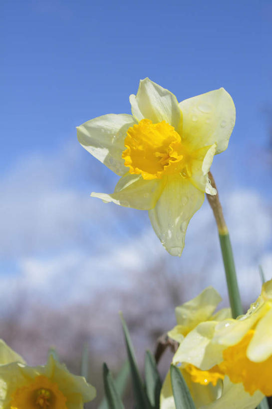 无人,竖图,室外,特写,白天,仰视,爱情,旅游,度假,陶醉,草地,草坪,美景,植物,水仙花,长野县,日本,亚洲,朦胧,模糊,盛开,景观,云,云朵,花蕾,云彩,娱乐,草,花,花瓣,花朵,鲜花,黄色,蓝色,绿色,白云,蓝天,天空,自然,天,花苞,花蕊,享受,休闲,景色,放松,自然风光,记忆,东亚,本州,本州岛,日本国,中部地方,长野,金盏银台,玉玲珑,女史花,雅蒜,天蒜,敬意,自恋,凌波仙子,水仙,天葱,彩图,低角度拍摄