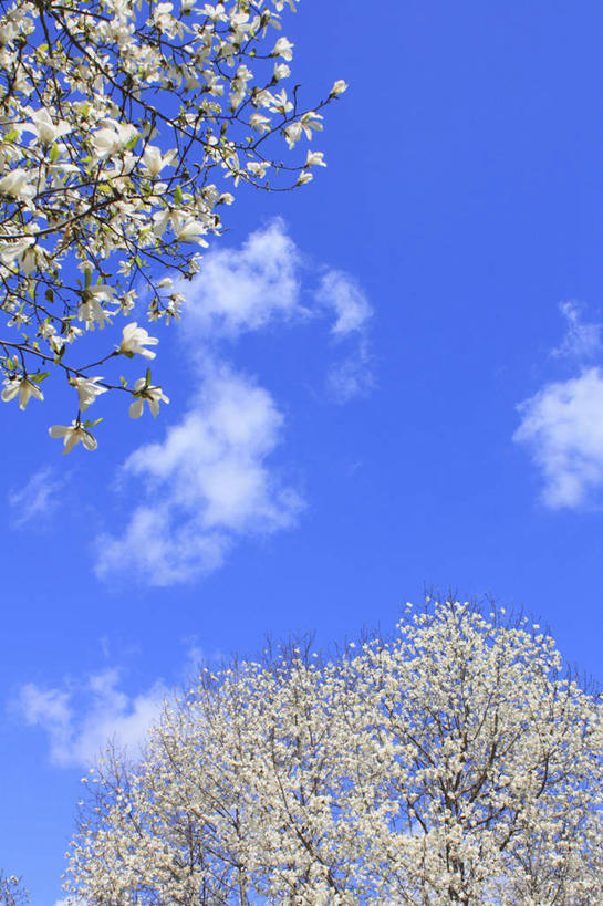 无人,竖图,室外,白天,仰视,旅游,度假,美景,植物,樱花,长野县,日本,亚洲,盛开,景观,云,云朵,花蕾,云彩,娱乐,花,花瓣,花朵,鲜花,树,树木,粉色,蓝色,绿色,白云,蓝天,天空,自然,天,花苞,花蕊,享受,休闲,景色,放松,生长,成长,自然风光,东亚,本州,本州岛,日本国,中部地方,长野,仙樱花,福岛樱,青肤樱,荆桃,彩图,低角度拍摄