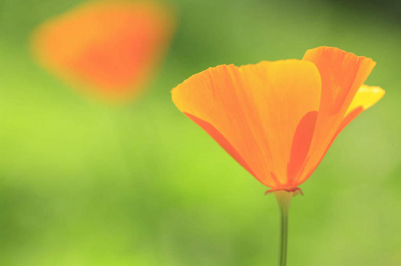 无人,横图,室外,特写,白天,正面,旅游,度假,草地,草坪,美景,植物,罂粟,长野县,日本,亚洲,阴影,朦胧,模糊,盛开,光线,影子,景观,草药,花蕾,娱乐,中药,草,花,花瓣,花朵,鲜花,两朵,黄色,绿色,阳光,自然,花苞,花蕊,享受,休闲,景色,放松,毒品,自然风光,药材,中草药,东亚,中药材,本草,本州,本州岛,日本国,中部地方,长野,止痛,镇静,安眠,罂粟花,彩图