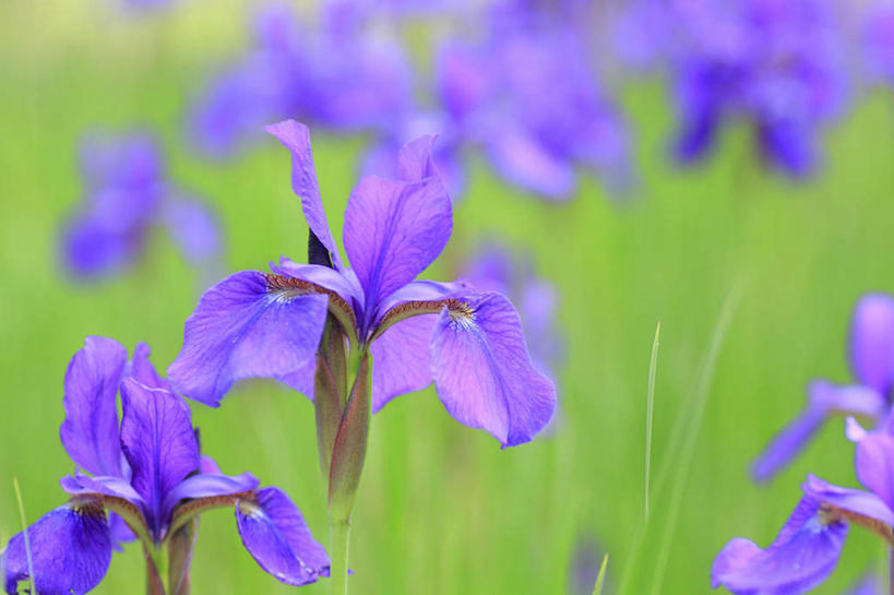 无人,横图,室外,特写,白天,正面,旅游,度假,草地,草坪,美景,植物,长野县,日本,亚洲,阴影,朦胧,模糊,盛开,光线,影子,景观,草药,花蕾,娱乐,中药,草,花,花瓣,花朵,鲜花,蓝色,绿色,阳光,自然,花苞,花蕊,享受,休闲,景色,放松,鸢尾,自然风光,药材,中草药,东亚,中药材,本草,本州,本州岛,日本国,中部地方,长野,紫蝴蝶,蓝蝴蝶,乌鸢,扁竹花,彩图