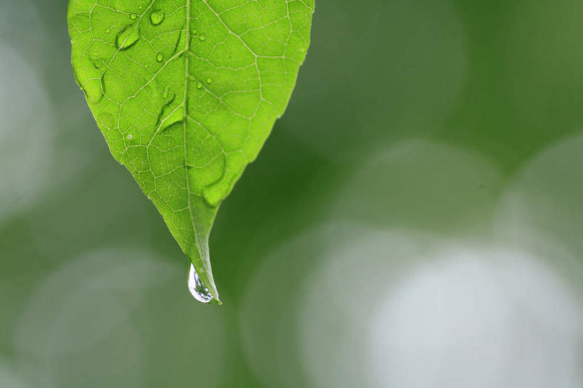 无人,横图,室外,特写,白天,正面,旅游,度假,美景,水,叶子,长野县,日本,亚洲,阴影,朦胧,模糊,光线,液体,影子,景观,水滴,绿叶,娱乐,阳光,自然,露珠,享受,休闲,嫩叶,景色,放松,自然风光,东亚,本州,本州岛,日本国,中部地方,长野,叶,叶片,彩图