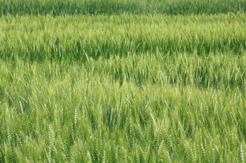 无人,农田,横图,俯视,室外,白天,旅游,度假,庄稼,农作物,小麦,草地,草坪,美景,植物,长野县,日本,亚洲,阴影,光线,影子,景观,谷物,娱乐,草,绿色,阳光,自然,享受,休闲,稻谷,稻子,景色,放松,麦子,自然风光,东亚,本州,本州岛,日本国,中部地方,长野,彩图,高角度拍摄,耕地,庄稼田