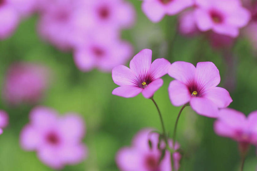 无人,横图,俯视,室外,特写,白天,旅游,度假,草地,草坪,美景,植物,长野县,日本,亚洲,许多,阴影,朦胧,模糊,盛开,光线,影子,景观,花蕾,娱乐,草,花,花瓣,花朵,鲜花,粉色,绿色,阳光,自然,花苞,花蕊,享受,休闲,景色,放松,自然风光,东亚,本州,本州岛,日本国,中部地方,长野,彩图,高角度拍摄