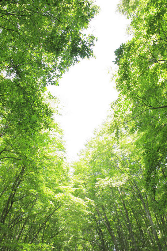 无人,竖图,室外,白天,仰视,旅游,度假,草地,草坪,美景,植物,长野县,日本,亚洲,阴影,光线,影子,景观,娱乐,草,树,树木,蓝色,绿色,蓝天,天空,阳光,自然,天,享受,休闲,景色,放松,遮,遮掩,生长,成长,掩盖,遮挡,自然风光,东亚,遮盖,本州,本州岛,日本国,中部地方,长野,掩饰,彩图,低角度拍摄