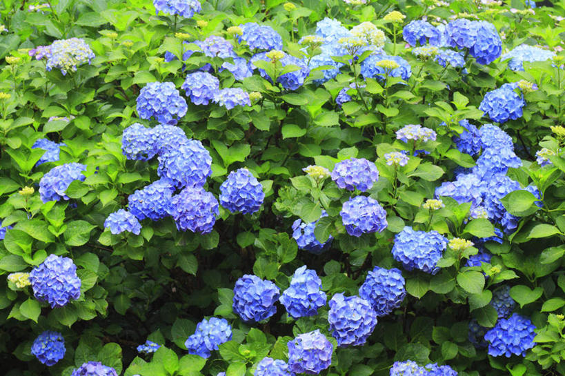 无人,横图,俯视,室外,白天,旅游,度假,骄傲,草地,草坪,花海,花圃,美景,植物,八仙花,叶子,长野县,日本,亚洲,许多,阴影,盛开,光线,影子,景观,花蕾,娱乐,草,花,花瓣,花朵,花卉,鲜花,蓝色,绿色,阳光,自然,花丛,花束,花田,花苞,花蕊,绣球花,享受,休闲,景色,放松,紫阳花,洋绣球,自然风光,东亚,本州,本州岛,日本国,中部地方,长野,草绣球,斗球,七变化,粉团花,善变,彩图,高角度拍摄