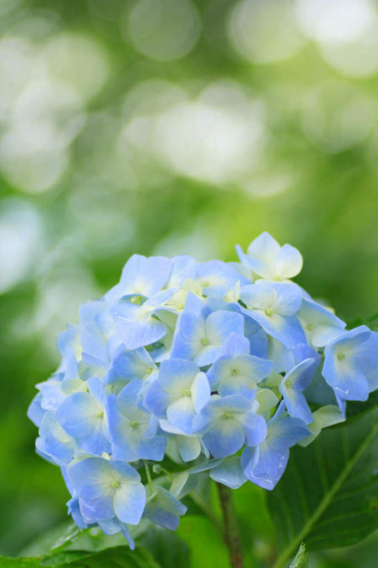 无人,竖图,俯视,室外,特写,白天,旅游,度假,骄傲,草地,草坪,花海,花圃,美景,植物,八仙花,叶子,长野县,日本,亚洲,阴影,朦胧,模糊,盛开,光线,影子,景观,花蕾,娱乐,草,花,花瓣,花朵,花卉,鲜花,树,树木,一朵,蓝色,绿色,阳光,自然,花丛,花束,花田,花苞,花蕊,绣球花,享受,休闲,景色,放松,生长,成长,紫阳花,洋绣球,自然风光,东亚,本州,本州岛,日本国,中部地方,长野,草绣球,斗球,七变化,粉团花,善变,彩图,高角度拍摄