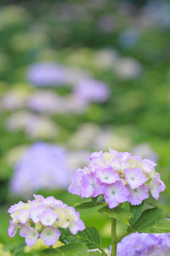 无人,竖图,俯视,室外,特写,白天,旅游,度假,骄傲,草地,草坪,花海,花圃,美景,植物,八仙花,叶子,长野县,日本,亚洲,许多,阴影,朦胧,模糊,盛开,光线,影子,景观,花蕾,娱乐,草,花,花瓣,花朵,花卉,鲜花,粉色,绿色,阳光,自然,花丛,花束,花田,花苞,花蕊,绣球花,享受,休闲,景色,放松,紫阳花,洋绣球,自然风光,东亚,本州,本州岛,日本国,中部地方,长野,草绣球,斗球,七变化,粉团花,善变,彩图,高角度拍摄