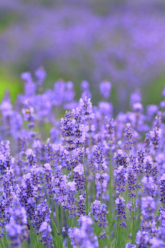 无人,竖图,俯视,室外,特写,白天,旅游,度假,草地,草坪,花海,花圃,美景,植物,叶子,长野县,日本,亚洲,许多,阴影,朦胧,模糊,盛开,光线,影子,景观,花蕾,娱乐,草,花,花瓣,花朵,花卉,鲜花,绿色,紫色,阳光,自然,香草,花丛,花束,花田,花苞,花蕊,薰衣草,享受,休闲,景色,放松,自然风光,东亚,本州,本州岛,日本国,中部地方,长野,灵香草,黄香草,彩图,高角度拍摄