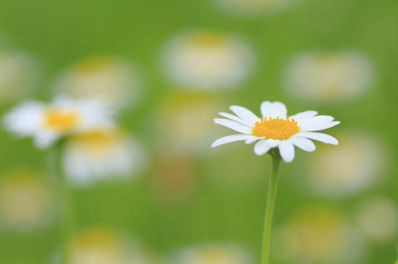 无人,横图,俯视,室外,特写,白天,旅游,度假,快乐,幸福,草地,草坪,美景,植物,长野县,日本,亚洲,阴影,朦胧,模糊,盛开,光线,影子,景观,玛格丽特,花蕾,娱乐,草,雏菊,花,花瓣,花朵,鲜花,绿色,白色,阳光,自然,花苞,花蕊,享受,休闲,菊花,景色,放松,活力,希望,坚强,自然风光,和平,东亚,离别,本州,本州岛,日本国,中部地方,长野,延命菊,幸福花,春菊,马兰头花,暗恋,纯情,单恋,天真,彩图,高角度拍摄,愉快