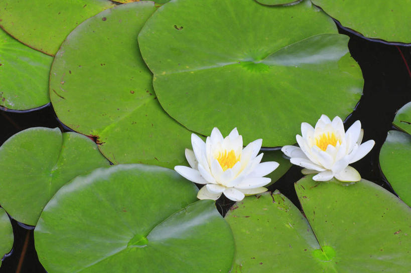 无人,横图,俯视,室外,特写,白天,旅游,度假,河流,美景,水,睡莲,叶子,长野县,日本,亚洲,阴影,盛开,光线,影子,河水,景观,水流,绿叶,花蕾,娱乐,花,花瓣,花朵,鲜花,白色,阳光,自然,花苞,花蕊,享受,休闲,嫩叶,景色,放松,自然风光,东亚,纯真,妖艳,本州,本州岛,日本国,中部地方,长野,水芹花,抒情,洁净,水洋花,子午莲,叶,叶片,彩图,高角度拍摄