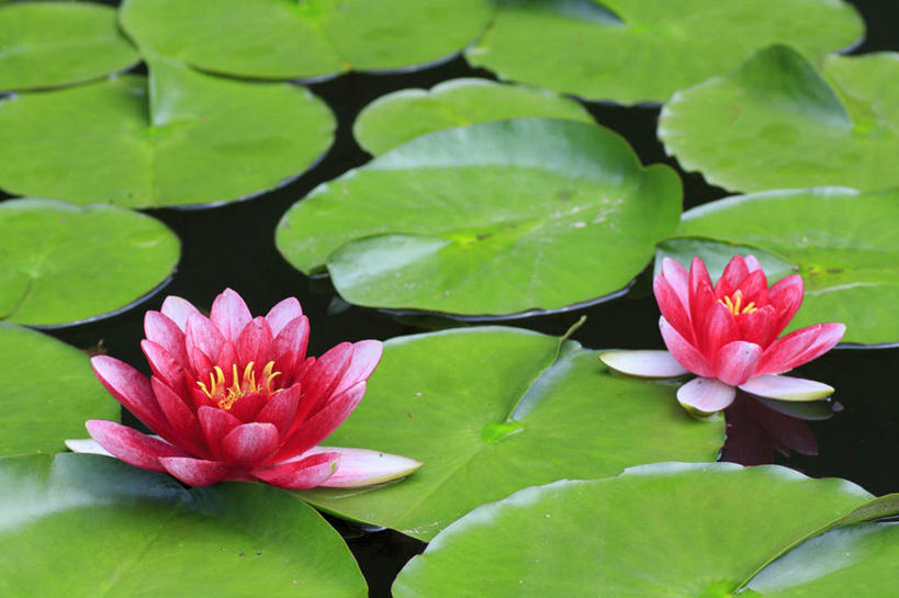 无人,横图,俯视,室外,白天,旅游,度假,河流,美景,水,睡莲,叶子,长野县,日本,亚洲,阴影,盛开,光线,影子,河水,景观,水流,绿叶,花蕾,娱乐,花,花瓣,花朵,鲜花,两朵,红色,阳光,自然,花苞,花蕊,享受,休闲,嫩叶,景色,放松,自然风光,东亚,纯真,妖艳,本州,本州岛,日本国,中部地方,长野,水芹花,抒情,洁净,水洋花,子午莲,叶,叶片,彩图,高角度拍摄