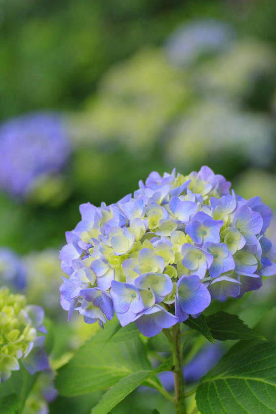 无人,竖图,俯视,室外,特写,白天,旅游,度假,骄傲,草地,草坪,花海,花圃,美景,植物,八仙花,叶子,长野县,日本,亚洲,许多,阴影,朦胧,模糊,盛开,光线,影子,景观,花蕾,娱乐,草,花,花瓣,花朵,花卉,鲜花,蓝色,绿色,阳光,自然,花丛,花束,花田,花苞,花蕊,绣球花,享受,休闲,景色,放松,紫阳花,洋绣球,自然风光,东亚,本州,本州岛,日本国,中部地方,长野,草绣球,斗球,七变化,粉团花,善变,彩图,高角度拍摄