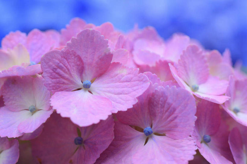无人,横图,室外,特写,白天,正面,旅游,度假,骄傲,美景,八仙花,长野县,日本,亚洲,许多,阴影,朦胧,模糊,盛开,光线,影子,景观,花蕾,娱乐,花,花瓣,花朵,鲜花,粉色,阳光,自然,花苞,花蕊,绣球花,享受,休闲,景色,放松,紫阳花,洋绣球,自然风光,东亚,本州,本州岛,日本国,中部地方,长野,草绣球,斗球,七变化,粉团花,善变,彩图