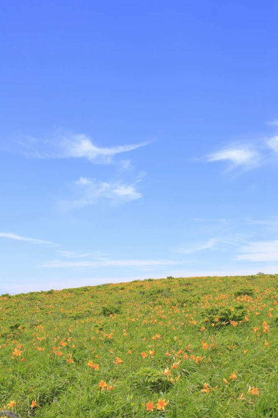 无人,竖图,室外,白天,正面,旅游,度假,草地,草坪,花海,花圃,美景,植物,萱草,叶子,长野县,日本,亚洲,阴影,盛开,光线,影子,景观,云,云朵,花蕾,云彩,娱乐,草,花,花瓣,花朵,花卉,鲜花,黄色,蓝色,绿色,白云,蓝天,天空,阳光,自然,花丛,花束,花田,天,花苞,花蕊,享受,休闲,景色,放松,自然风光,东亚,本州,本州岛,日本国,中部地方,长野,疗愁,萱草花,宜男,忘忧草,金针菜,黄花菜,彩图