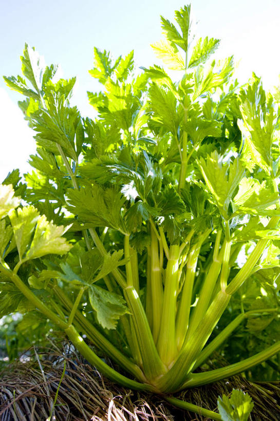 无人,菜园,农田,竖图,室外,白天,正面,旅游,度假,庄稼,农作物,芹菜,蔬菜,叶子,阴影,新鲜,光线,影子,食品,绿叶,娱乐,食物,蓝色,蓝天,天空,阳光,天,享受,休闲,嫩叶,放松,有机食品,绿色食品,叶,叶片,药芹,水芹,旱芹,彩图,耕地,庄稼田