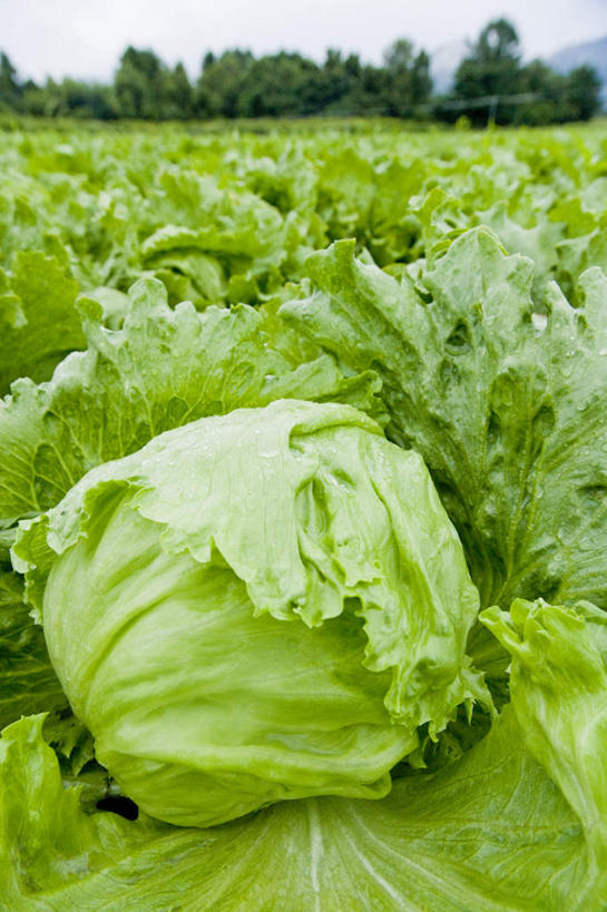 无人,菜园,农田,竖图,俯视,室外,白天,旅游,度假,庄稼,农作物,植物,蔬菜,椰菜,卷心菜,许多,阴影,新鲜,光线,影子,食品,娱乐,树,树木,食物,蓝色,绿色,蓝天,天空,阳光,自然,天,享受,休闲,放松,有机食品,绿色食品,生长,成长,结球甘蓝,甘兰,包心菜,彩图,高角度拍摄,耕地,庄稼田